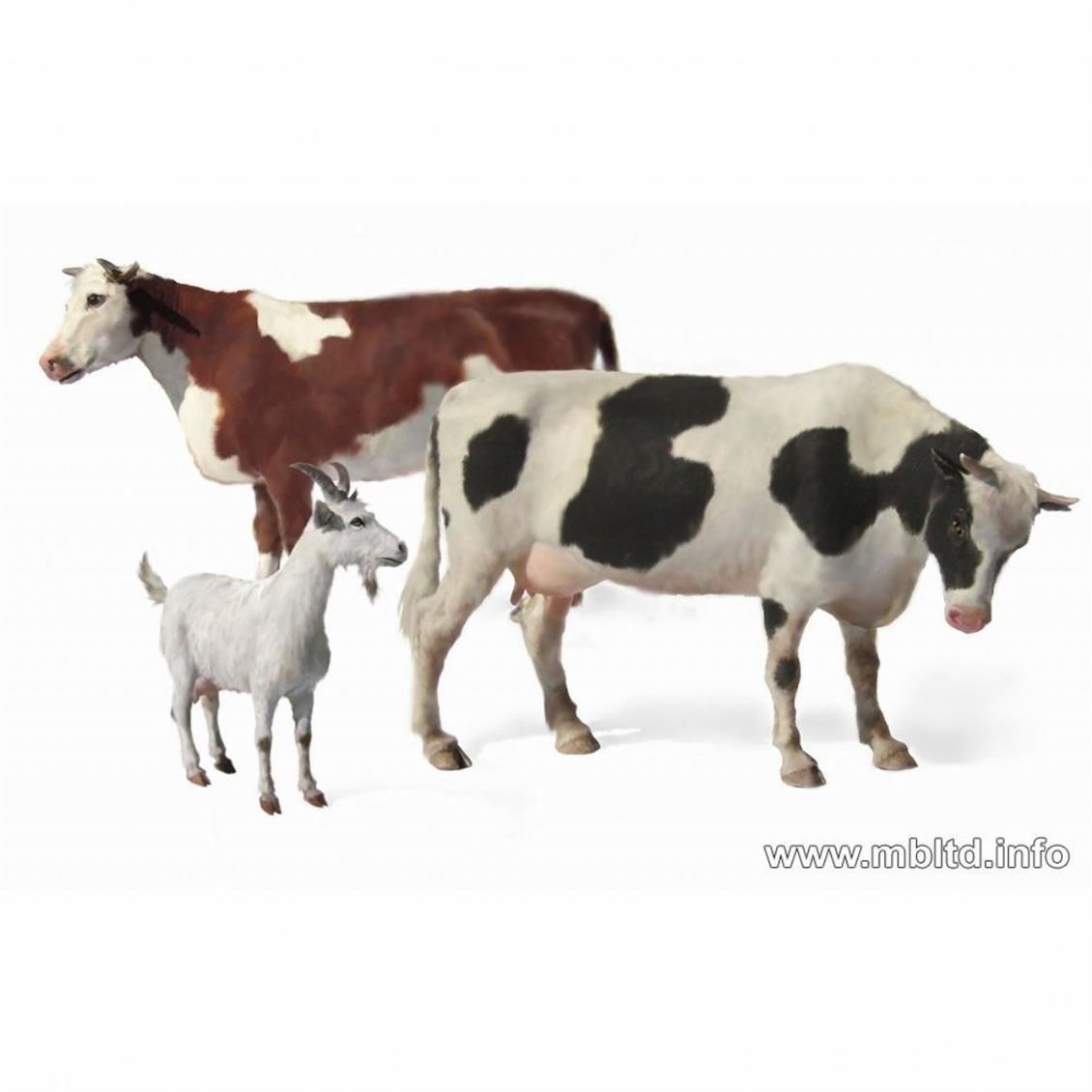 3566 1/35 DOMESTİC ANİMALS